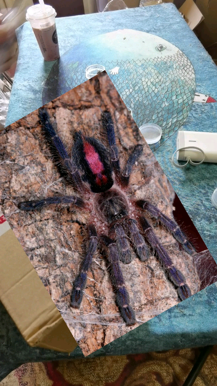 红宝石粉趾开箱捕鸟蛛捕鸟蛛开箱