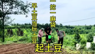 Download Video: 黑土地是好荒草甸子里长大土豆 人家土豆都要吃没了咱家才起出来