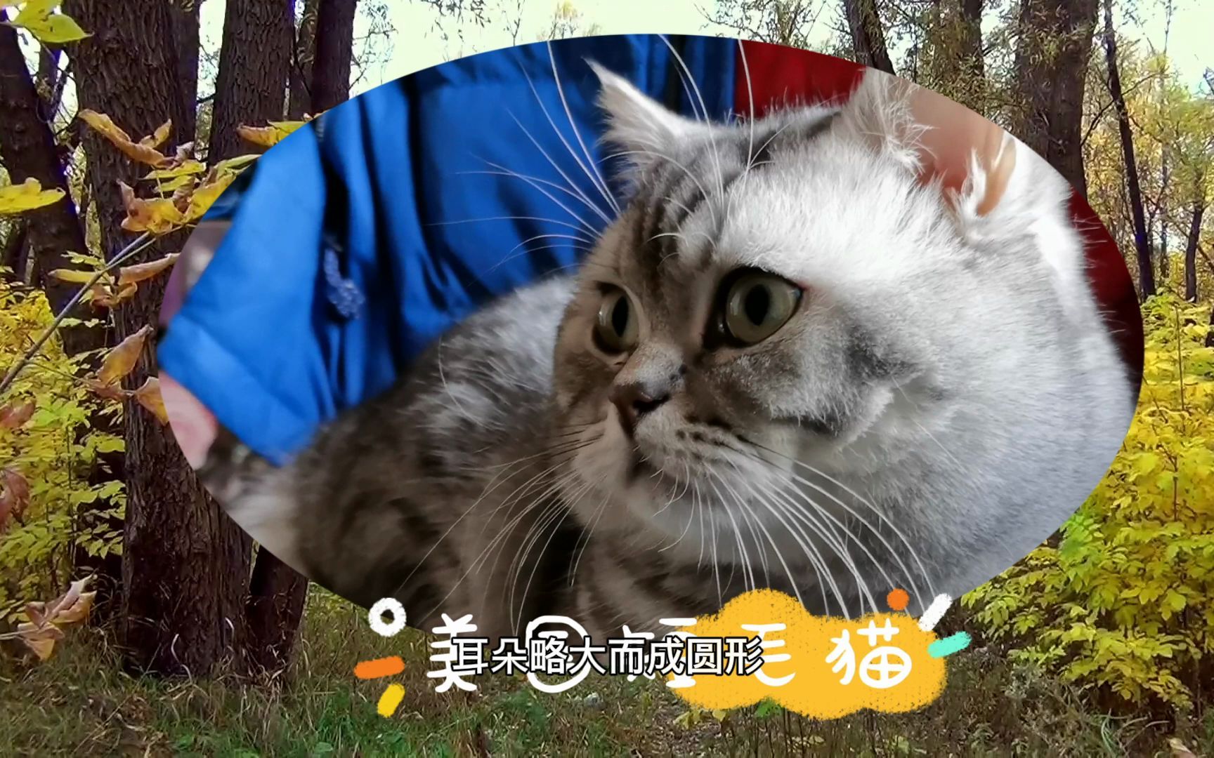 小猫的品种不同,外貌有许多不同之处,小猫的外形特点和生活特征哔哩哔哩bilibili