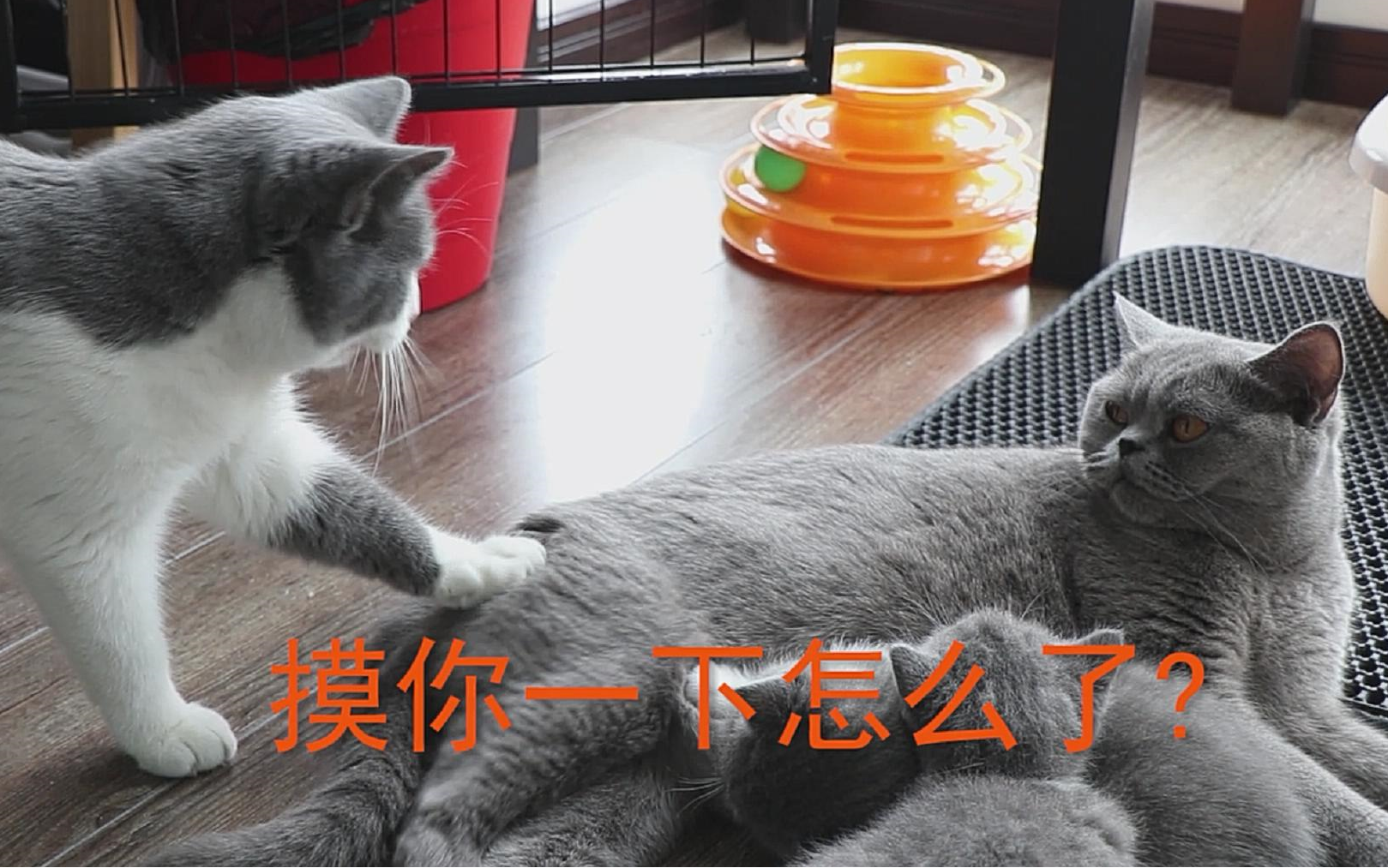 猥琐公猫不停在作死的边缘试探,这是我见过最怂的猫