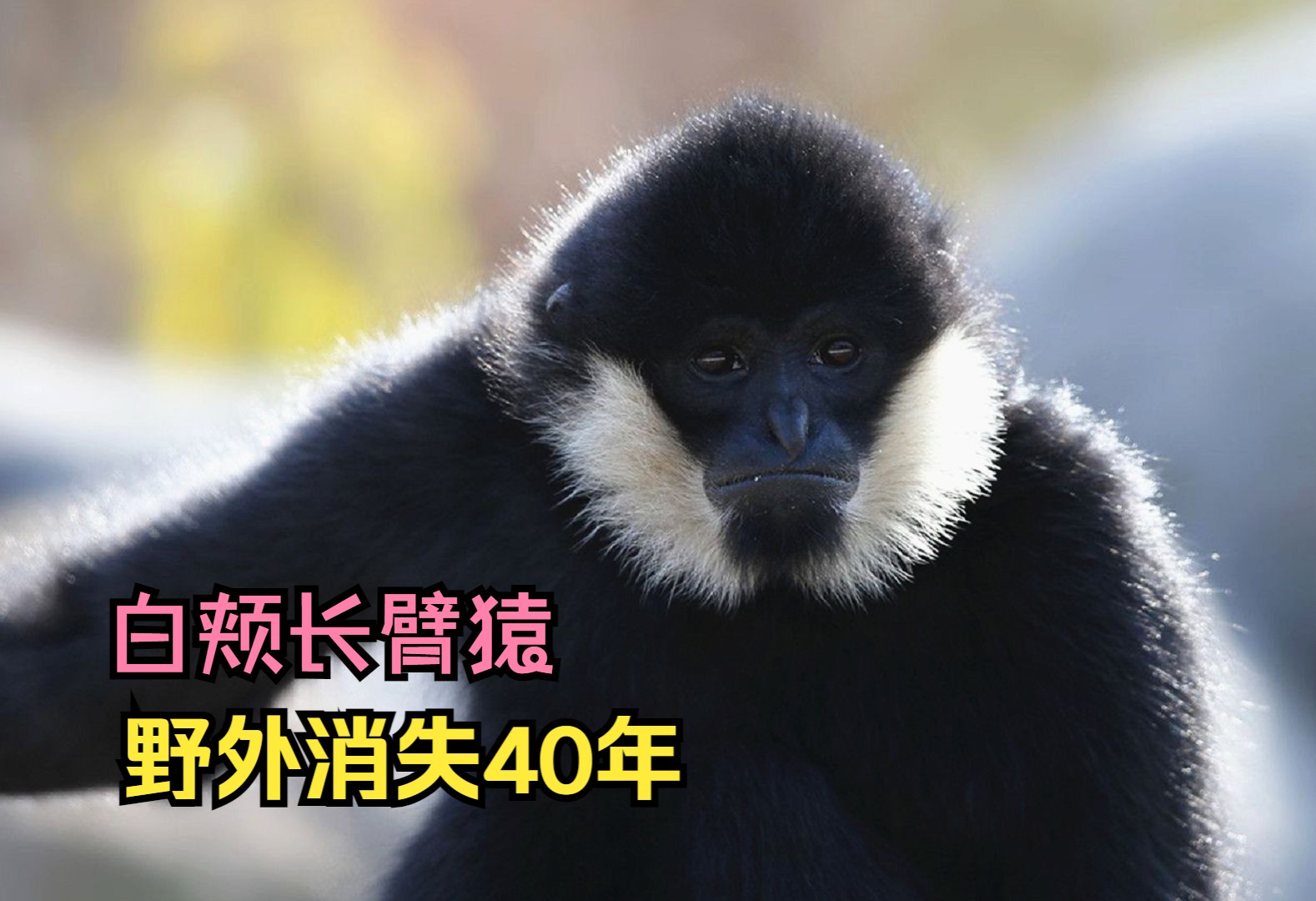 像毒液的树先生,白颊长臂猿!野外消失40年比大熊猫还珍贵哔哩哔哩bilibili