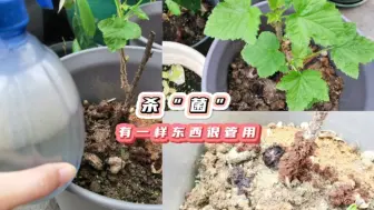 Скачать видео: 给植物杀“菌”，尝试了家里常备的3样东西，有一样很管用