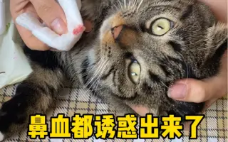 流鼻血的大眼猫_ 搜索结果_哔哩哔哩_Bilibili
