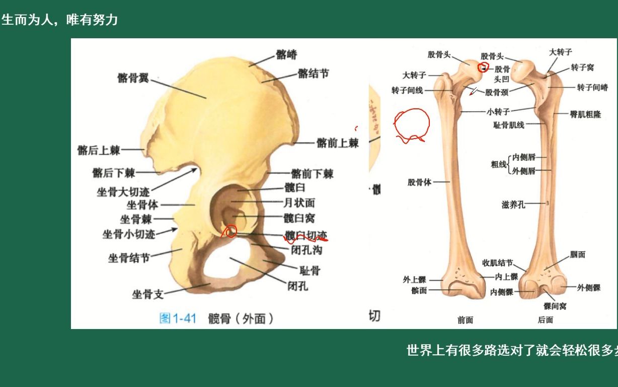 [图]第7集：解剖学-运动系统-人体各个关节及其特点。