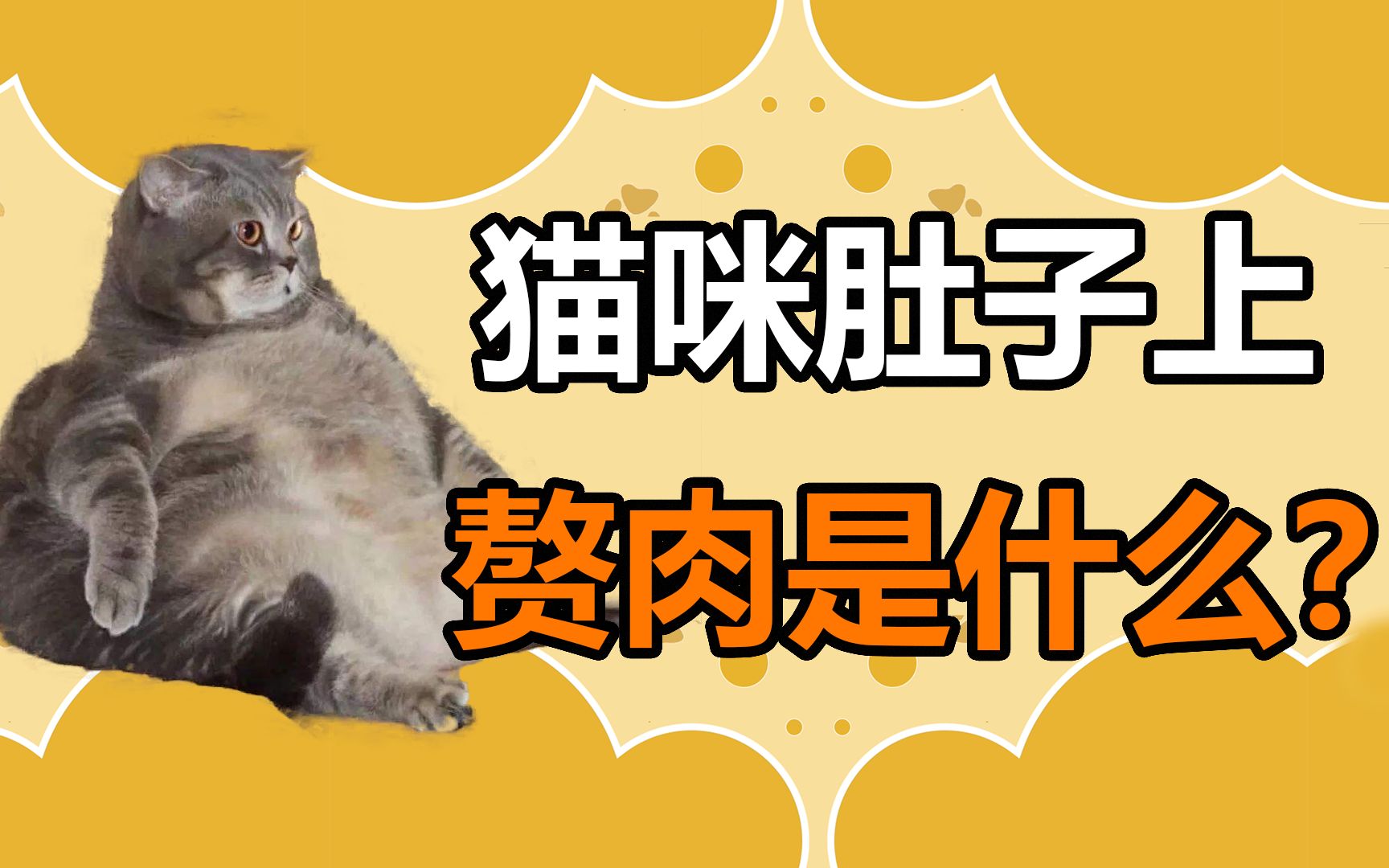 猫咪肚子上的小赘肉是什么?(原始袋冷知识)哔哩哔哩bilibili