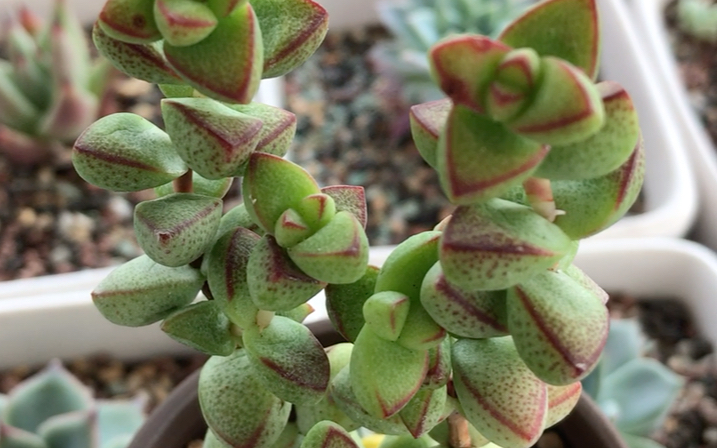 多肉植物 半球星乙女 crassula brevifolia 原产地为南非开普省 1862