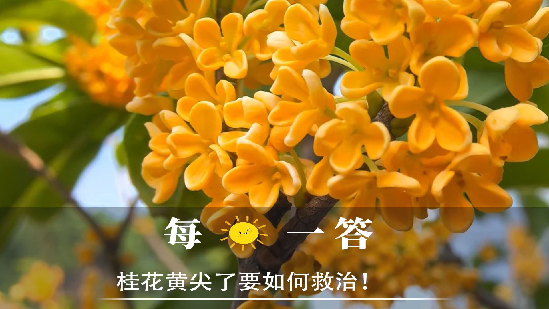 桂花黄尖了要如何救治!哔哩哔哩bilibili