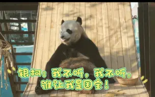 Video herunterladen: #银柯#银柯，你快听听游客们对你的评价！