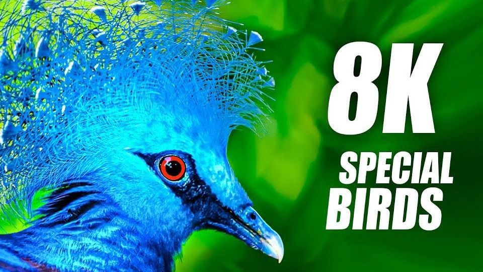 [图]8K 超高清 60FPS HDR 视频中的鸟类之美 The Beauty of Birds in 8K VIDEO ULTRA HD 60FPS HDR