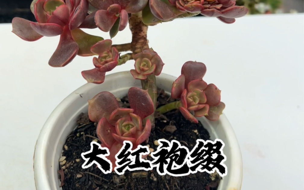 多肉植物大红袍缀化