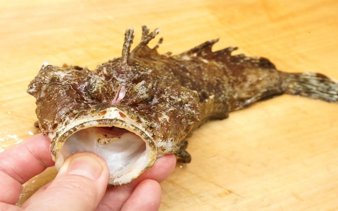 虎鱼毒刺去除和料理制作