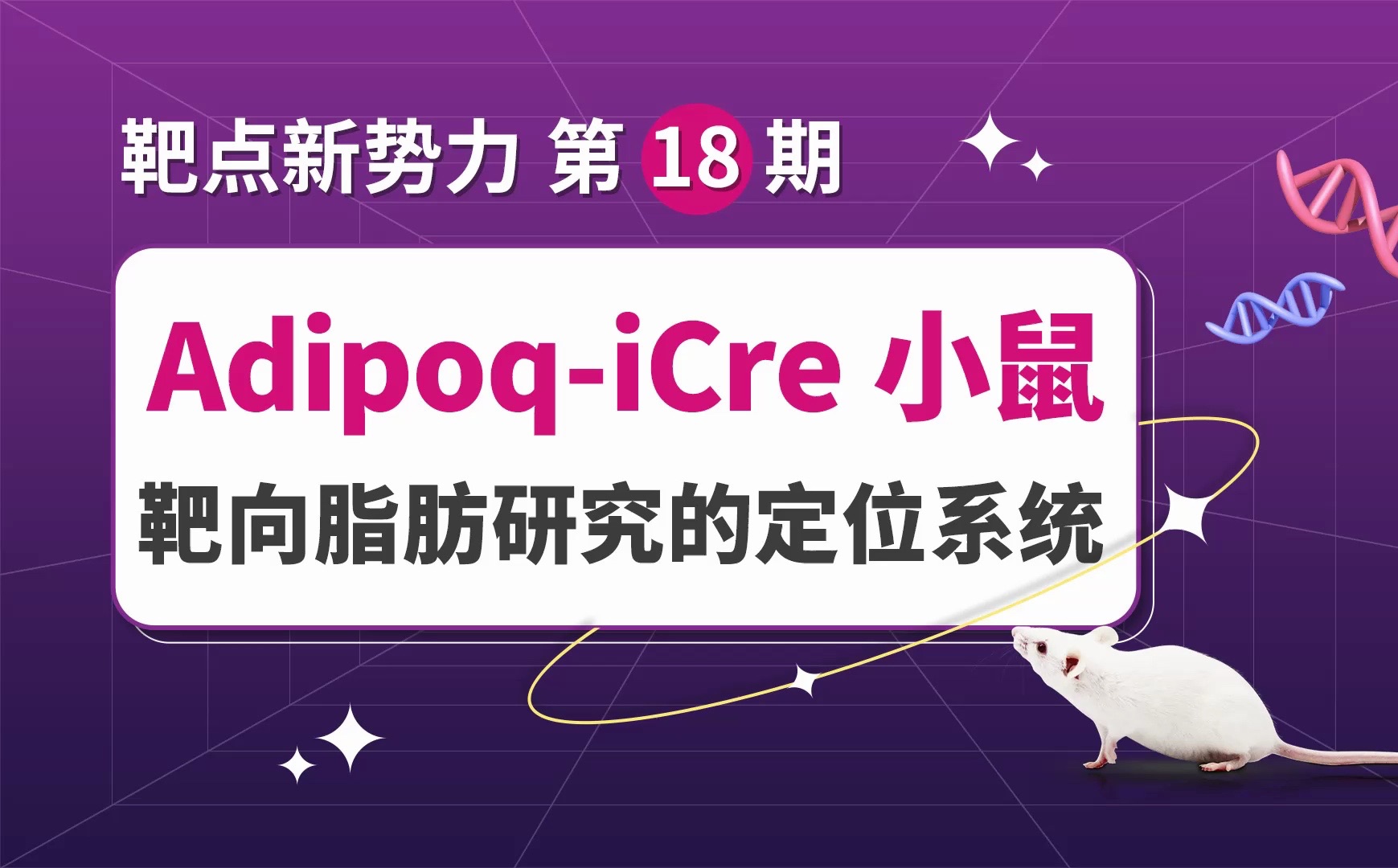 靶点新势力|AdipoqiCre小鼠,靶向脂肪研究的“定位系统”哔哩哔哩bilibili