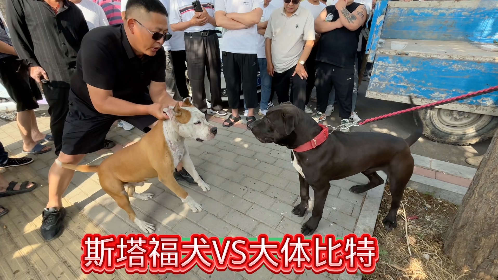 斯塔福犬挑战大体比特,比特犬才10个月,主人锻炼它慢慢起性