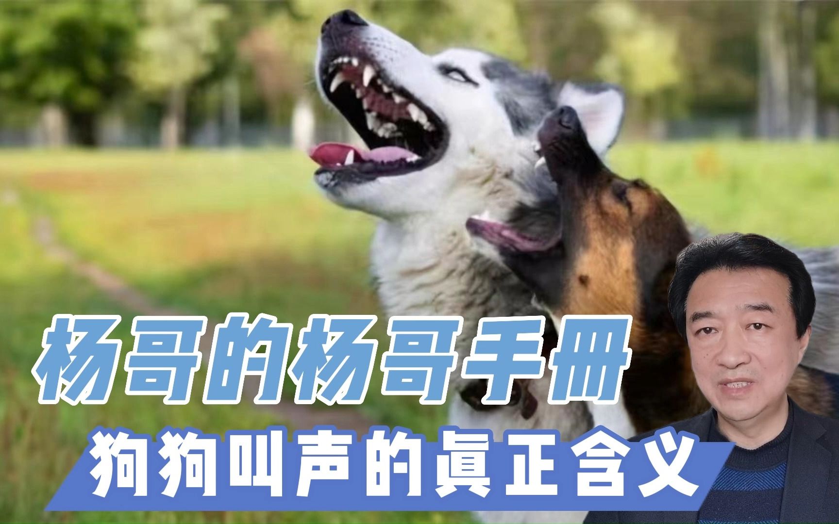 狗狗叫声的真正含义 学习狗语
