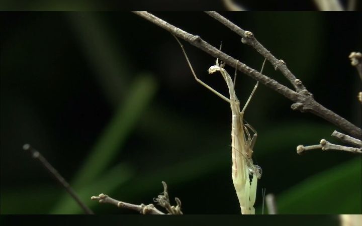 活动  特写镜头看螳螂蜕皮