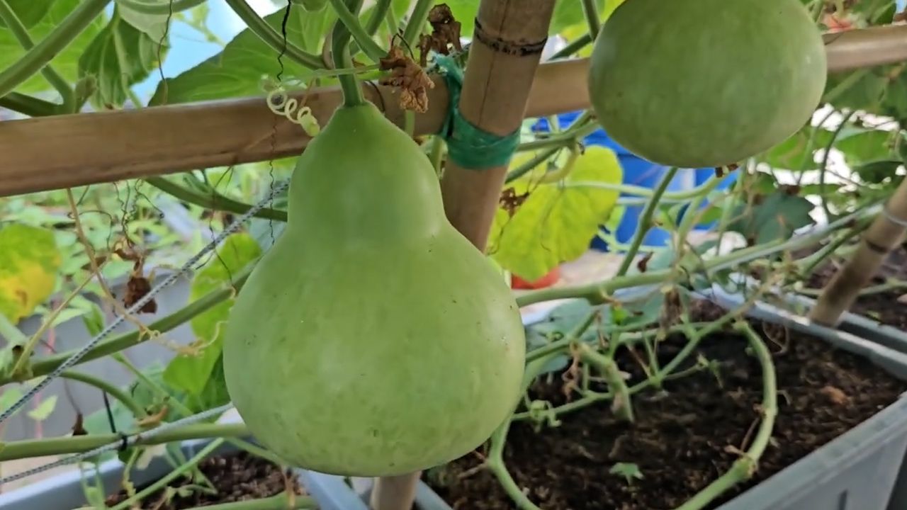 我的种菜记:分享自家院子葫芦种植经验全记录哔哩哔哩bilibili