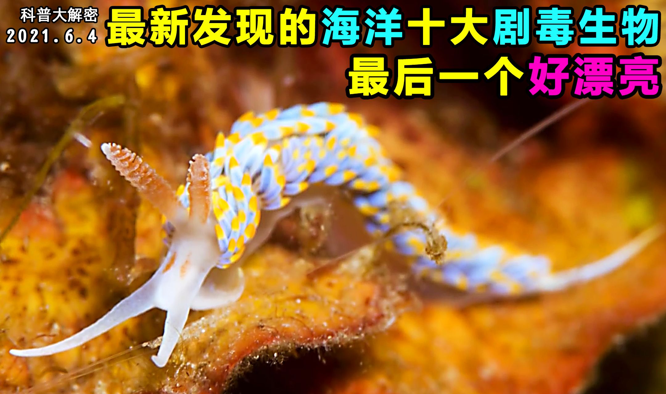 最新发现海洋里的十大剧毒生物,最后一个好漂亮哔哩哔哩bilibili