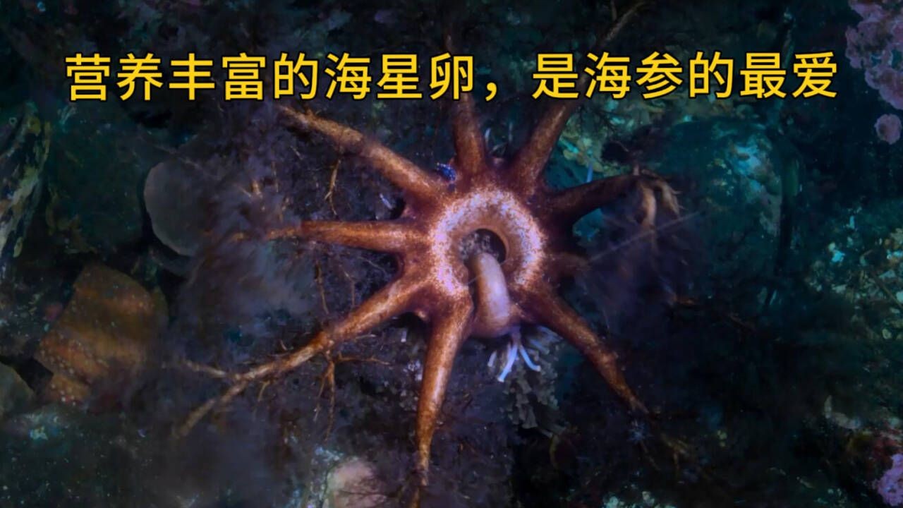 营养丰富的海星卵,是海参的最爱