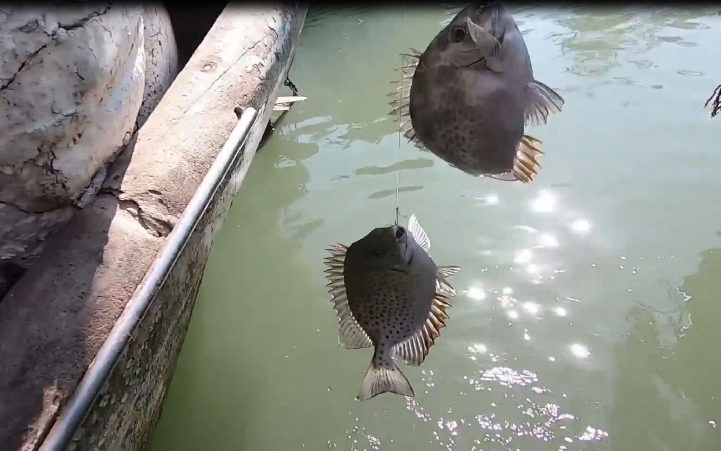 金谷鳗杀手又来了今天尝试了新钓法惊喜连连结局太给面子了