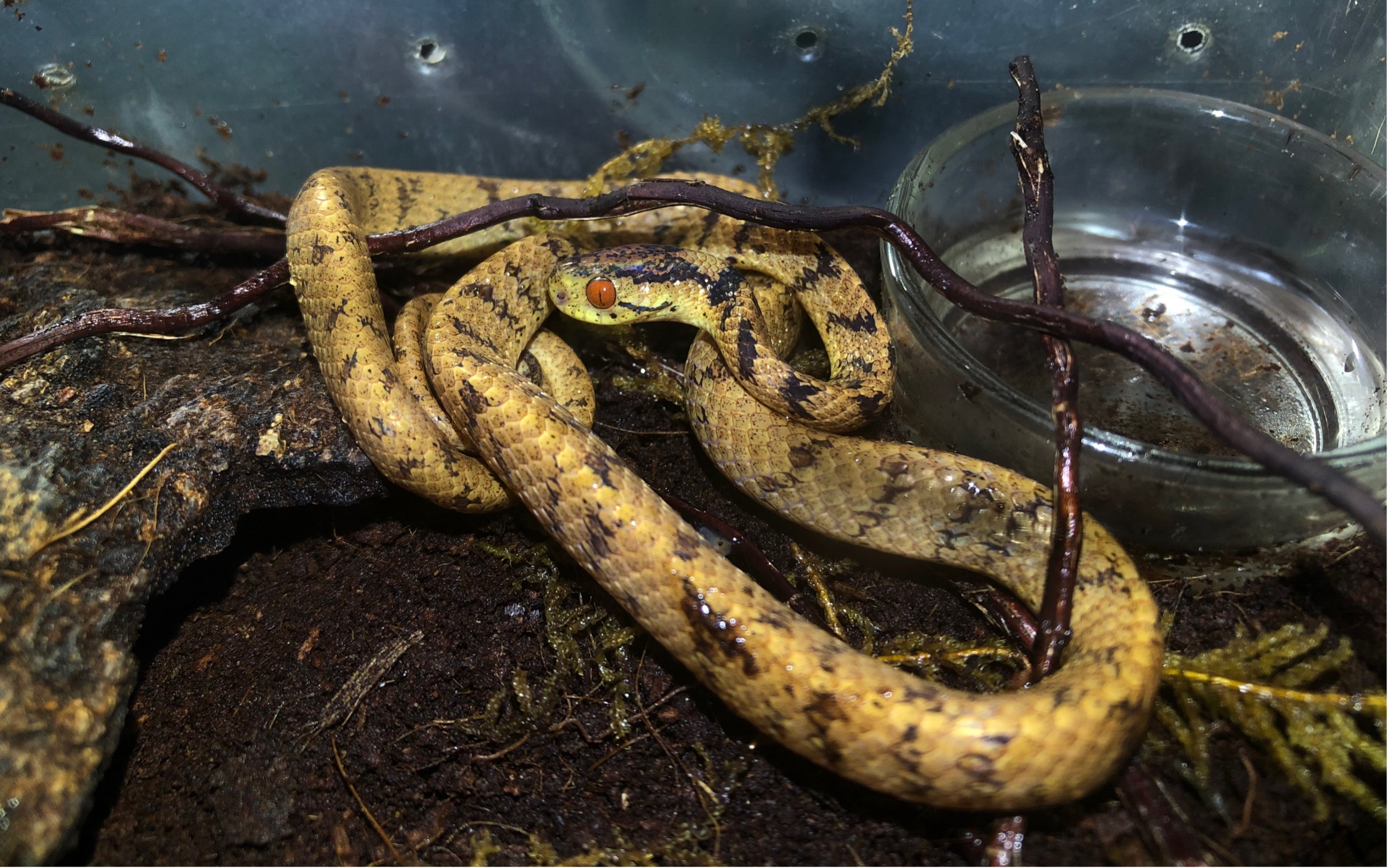 钝头蛇接食蜗牛