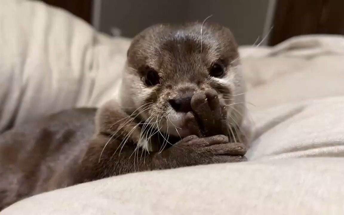 【水獭宝宝】水獭宝宝也是晚上完厕所再睡觉,太可爱了吧