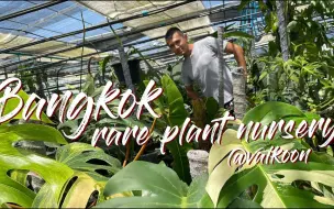 Download Video: 泰国曼谷珍稀植物大棚之旅 | Rare plant nursery tour @vaikoon in Bangkok Thailand