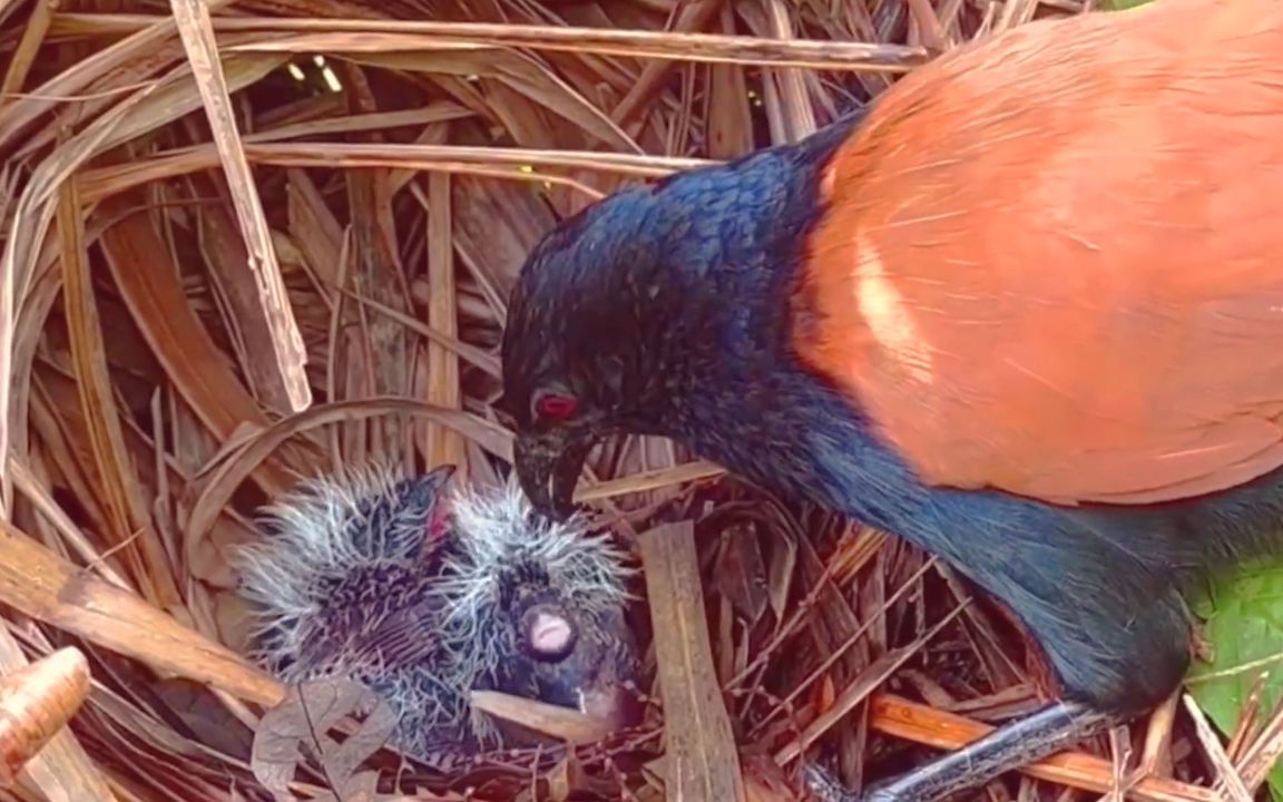 红毛鸡幼鸟:吃辣条(蜈蚣)我是认真滴