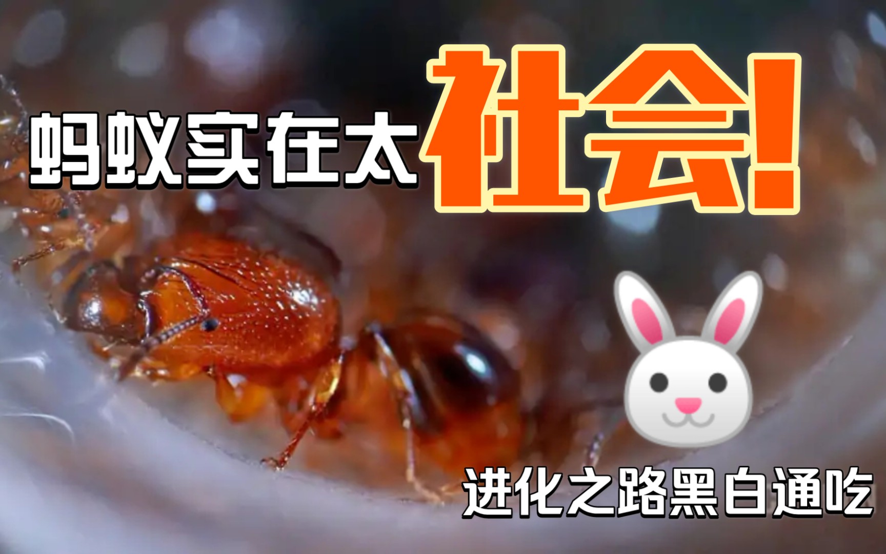 真61社会能有多社会蚂蚁白蚁黑白两道黑吃黑