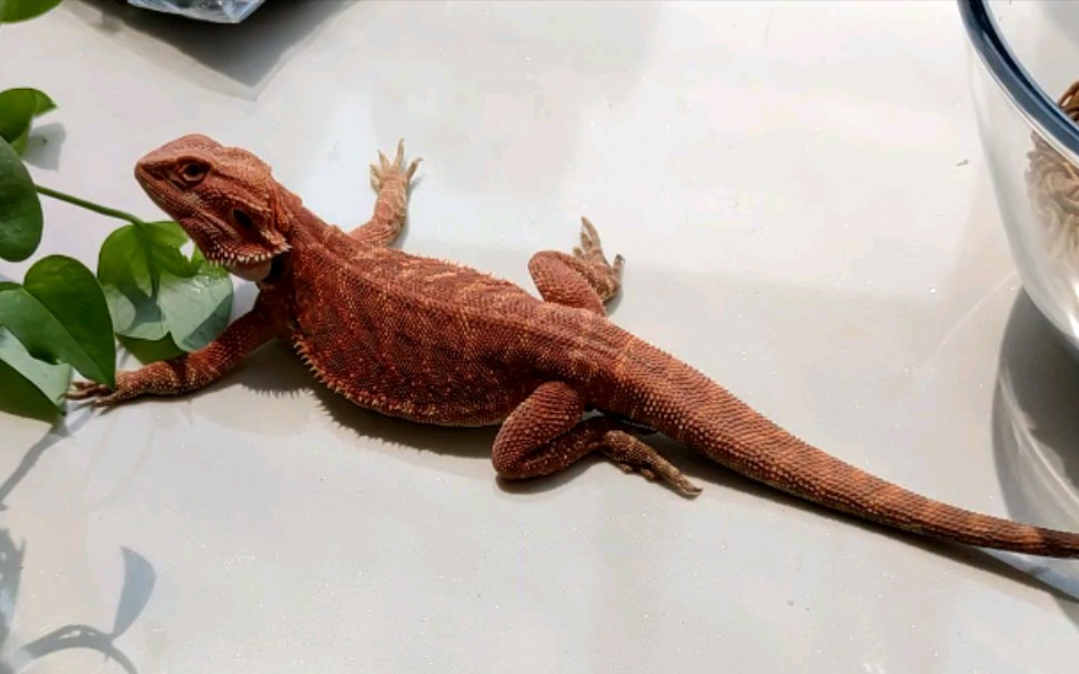 鬃狮蜥小狮子的疯狂报复吃不到虫子就啃绿萝