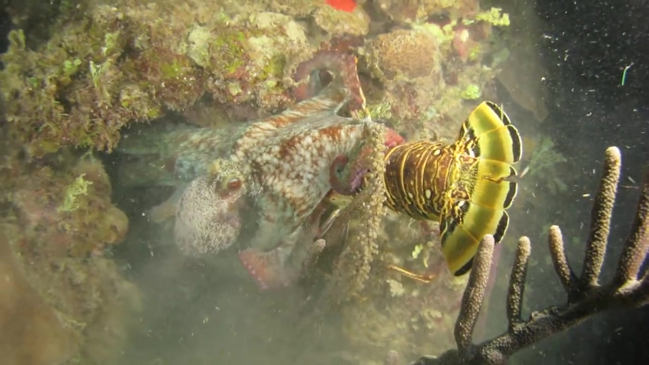 youtube章鱼捕食大龙虾