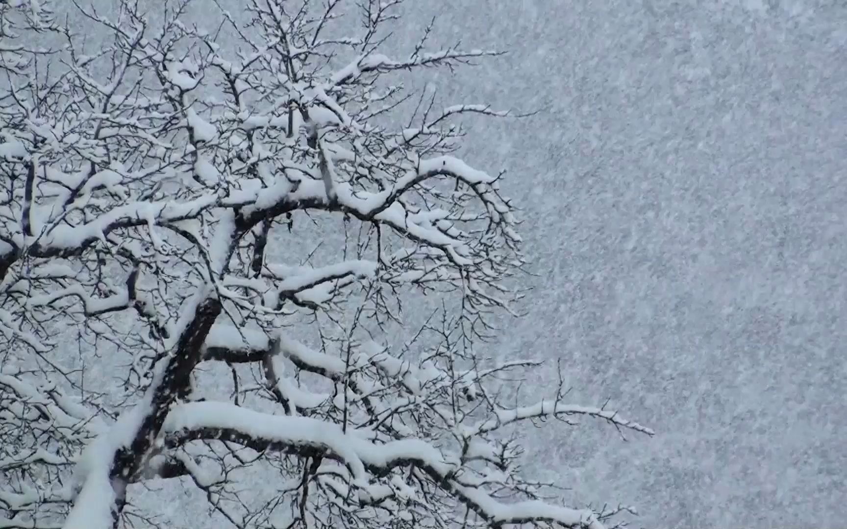 [图]【雪景】来时山有雪，归去尽白头。