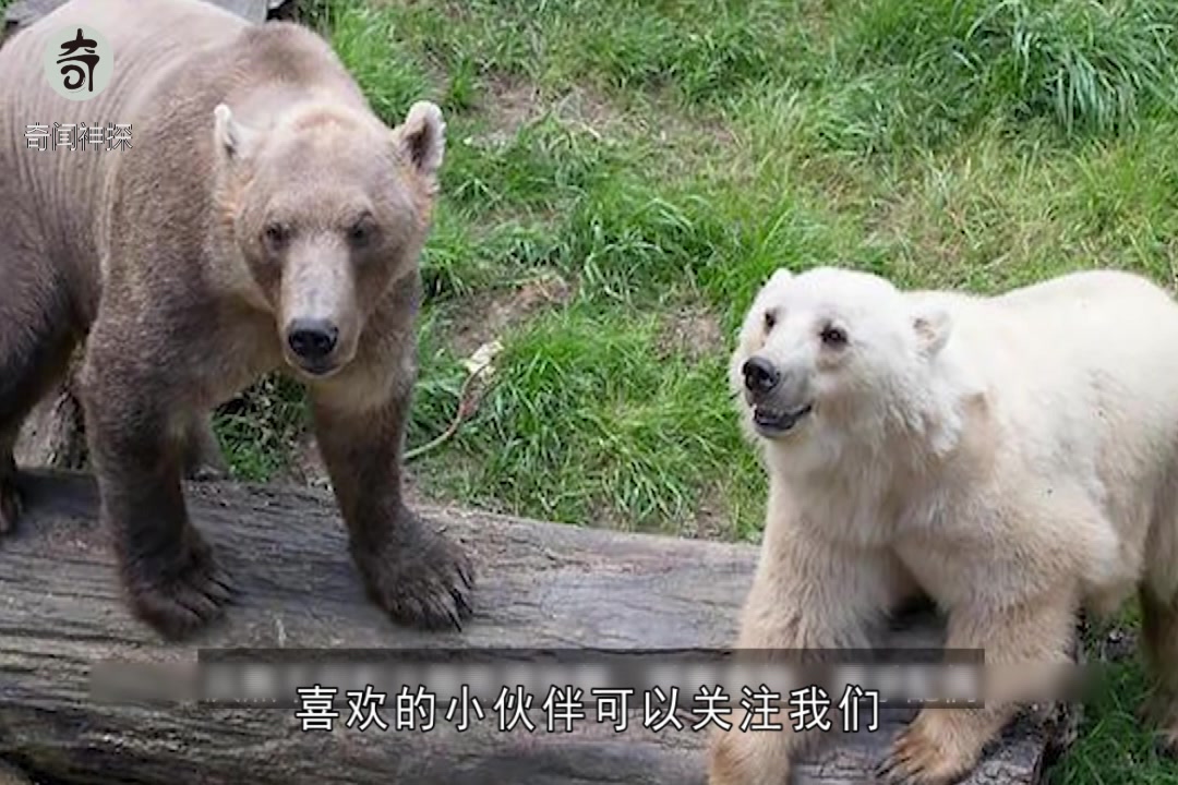 北极熊的地盘遭灰熊入侵,新生物种灰北极熊,近亲生物也下狠手?哔哩哔哩bilibili