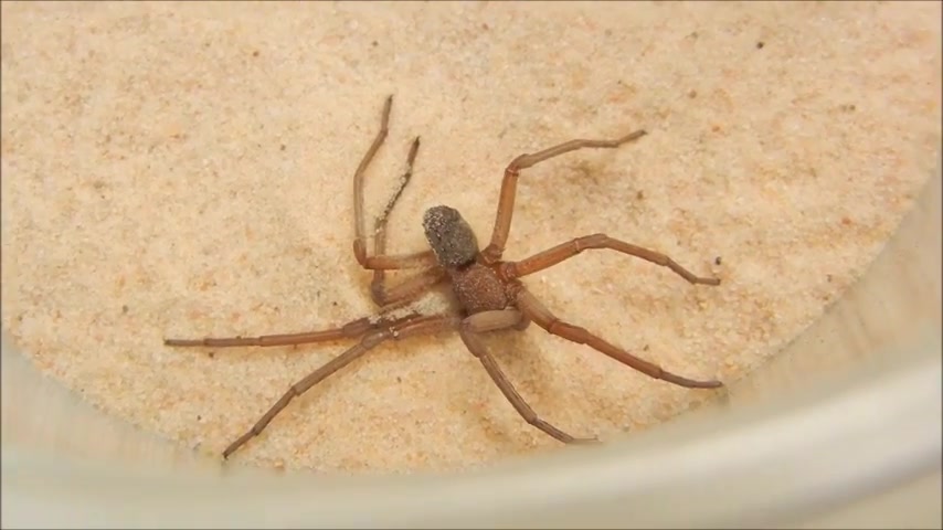 剧毒且无解药的六眼沙蛛用沙子清理身体_哔哩哔哩_bilibili