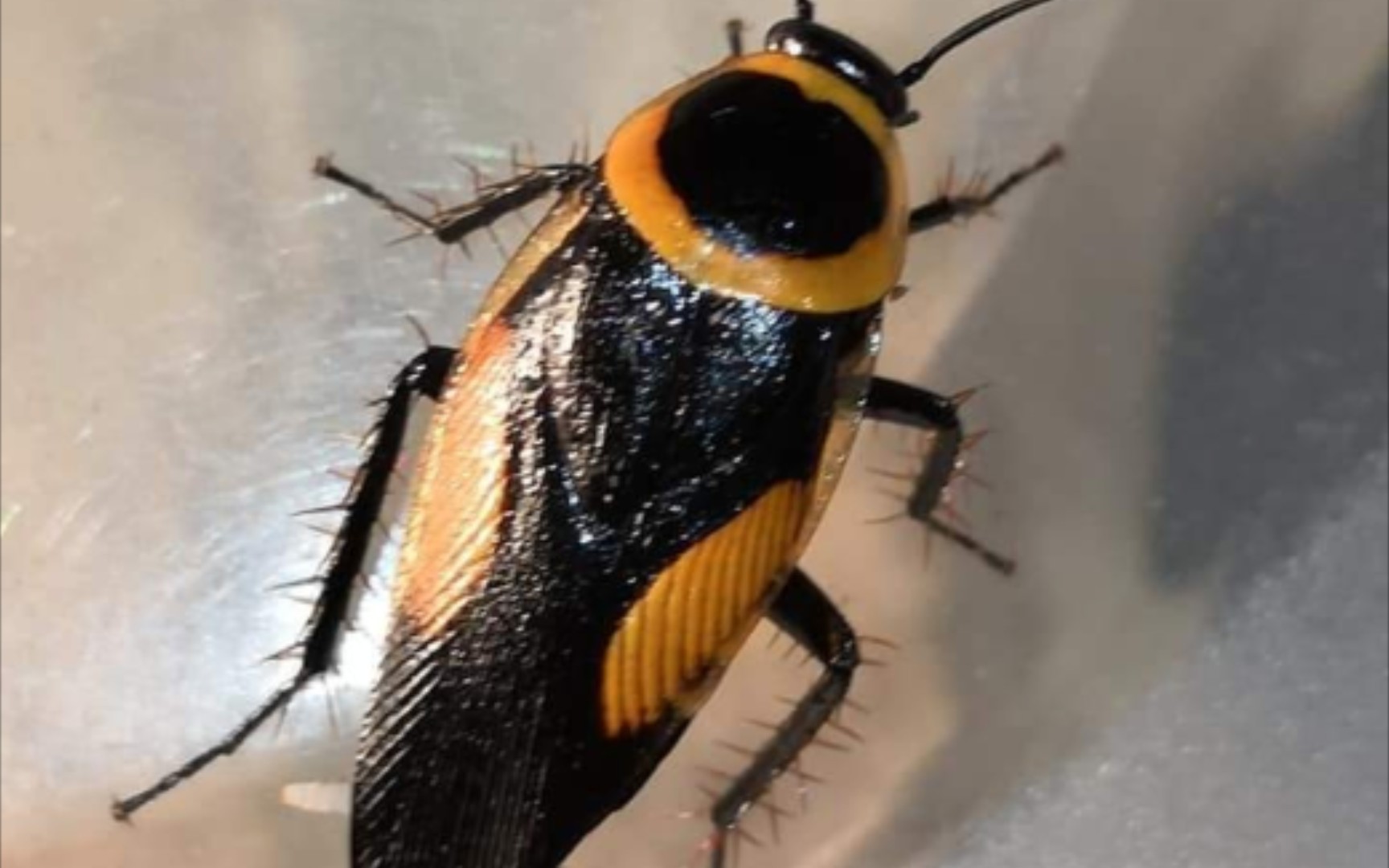 另类炫酷宠物七彩蟑螂