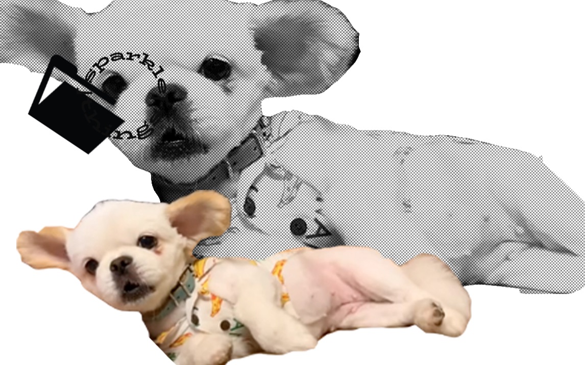 「sparkle things」:野生珍妮rap/毛贵妃之歌