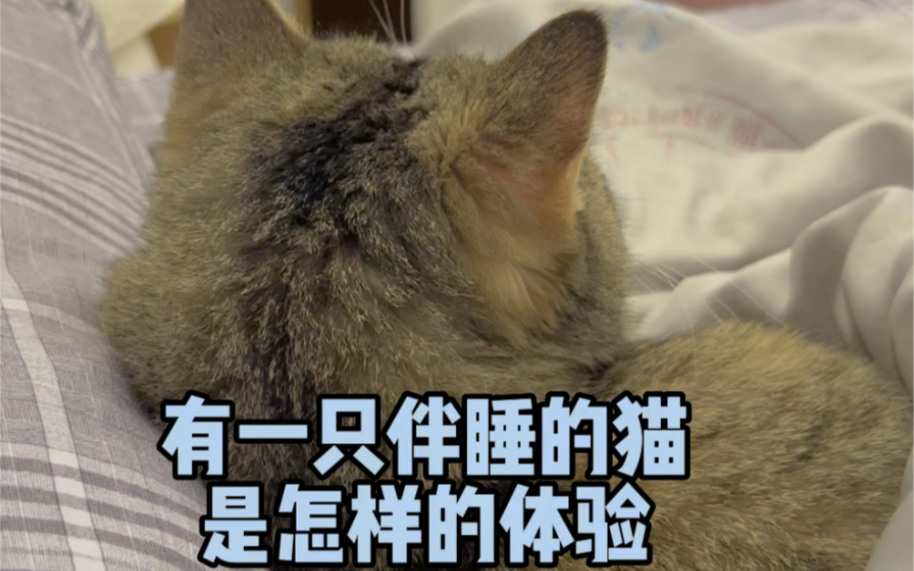 谁懂啊!有小猫咪陪睡5分钟就能睡着!哔哩哔哩bilibili