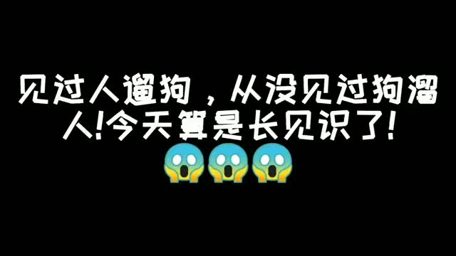 爆笑集合见过人遛狗从没见过狗溜人今天算是长见识了