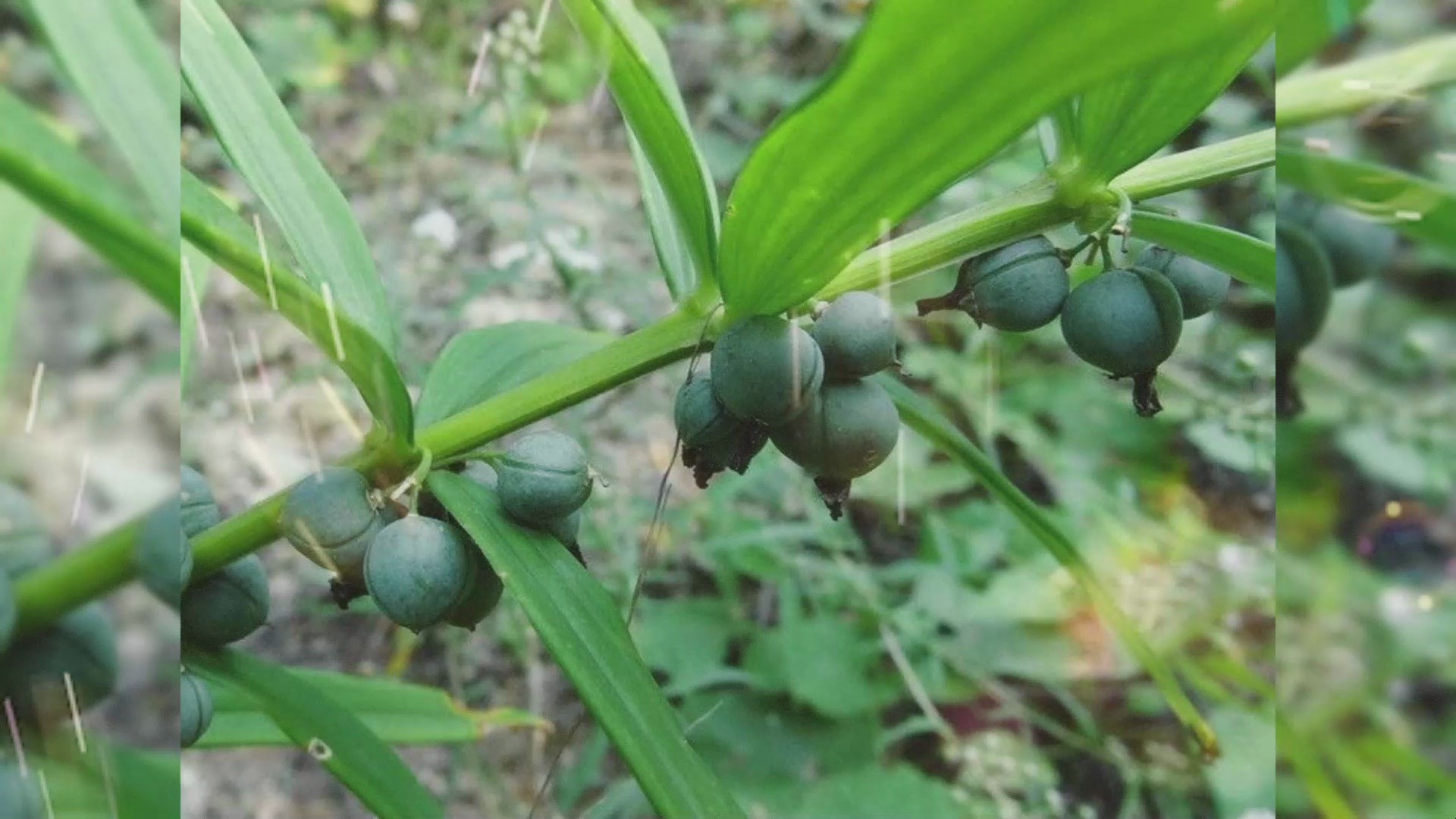 2022苍术药材种植行情图片