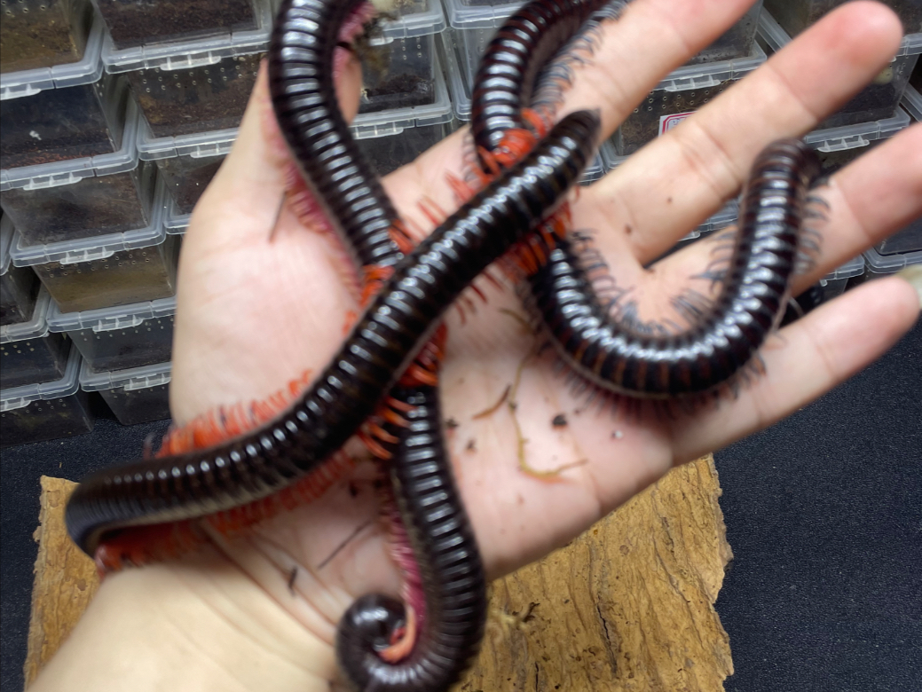 婆罗洲巨人马陆饲养视频介绍