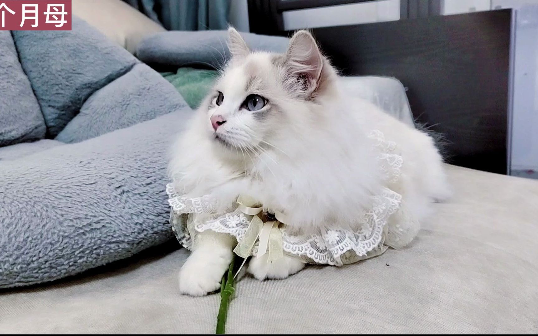 小狮子式布偶猫