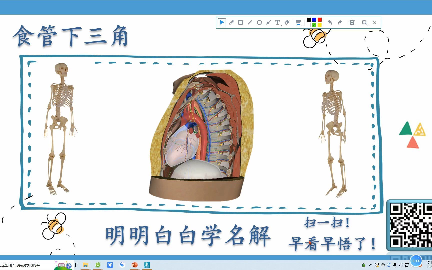 明明白白学名解—食管下三角(局部解剖学)哔哩哔哩bilibili