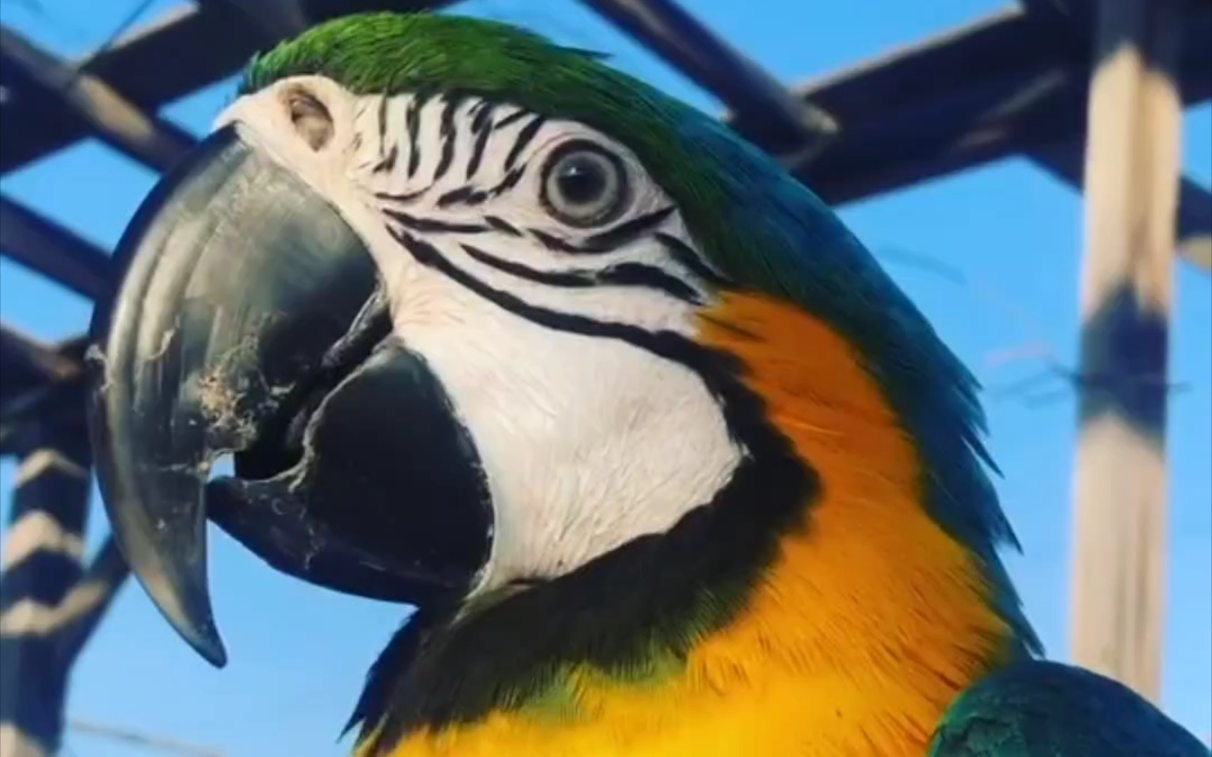 蓝黄金刚00:"啊?你说啥?