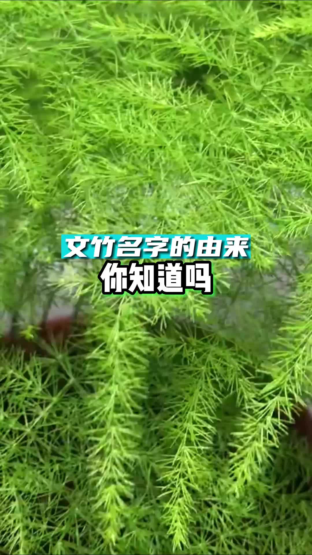 你知道文竹为什么叫文竹,叫这个名字的原来是什么知道吗?哔哩哔哩bilibili