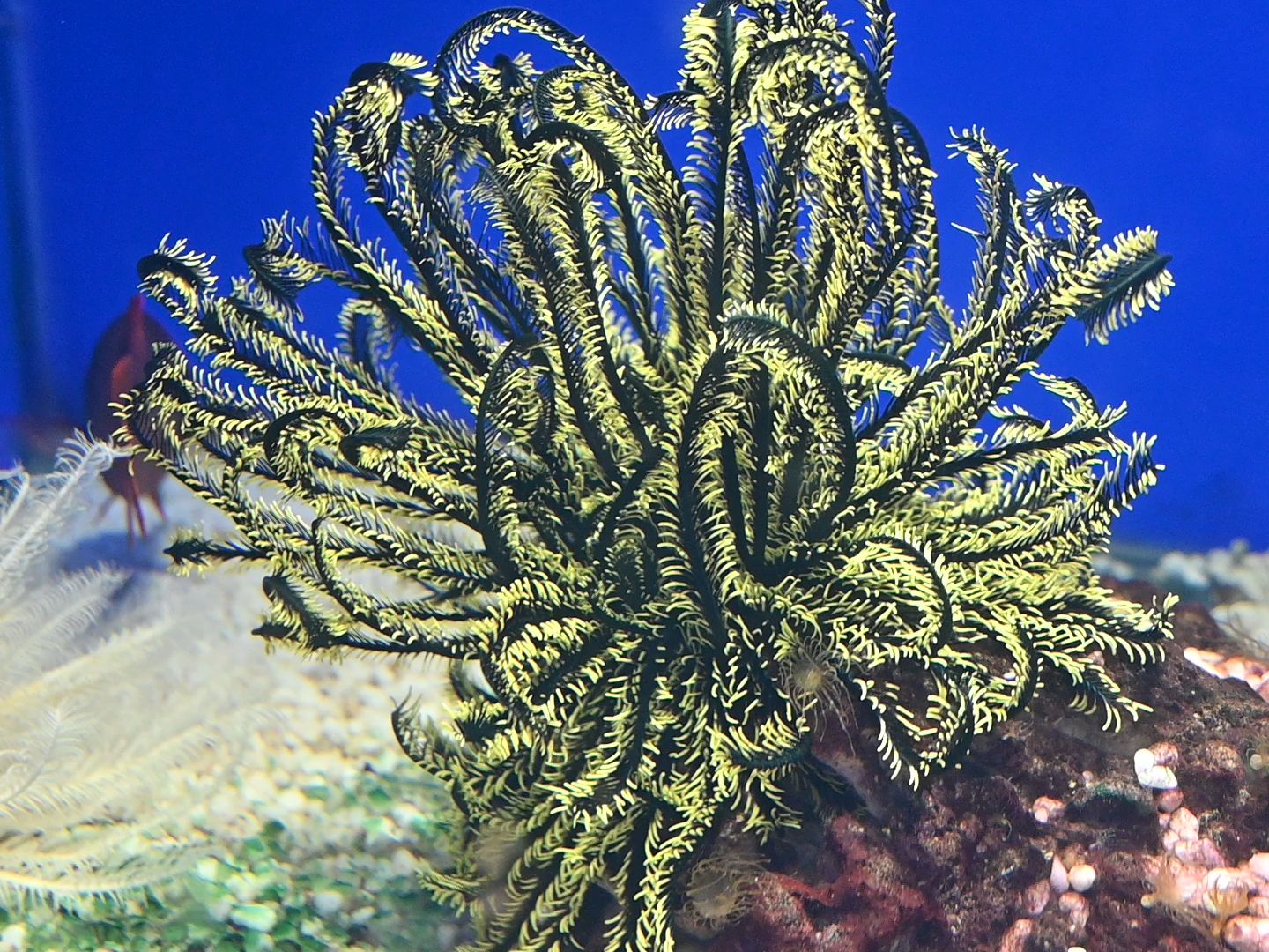 羽枝摇曳的棘皮动物