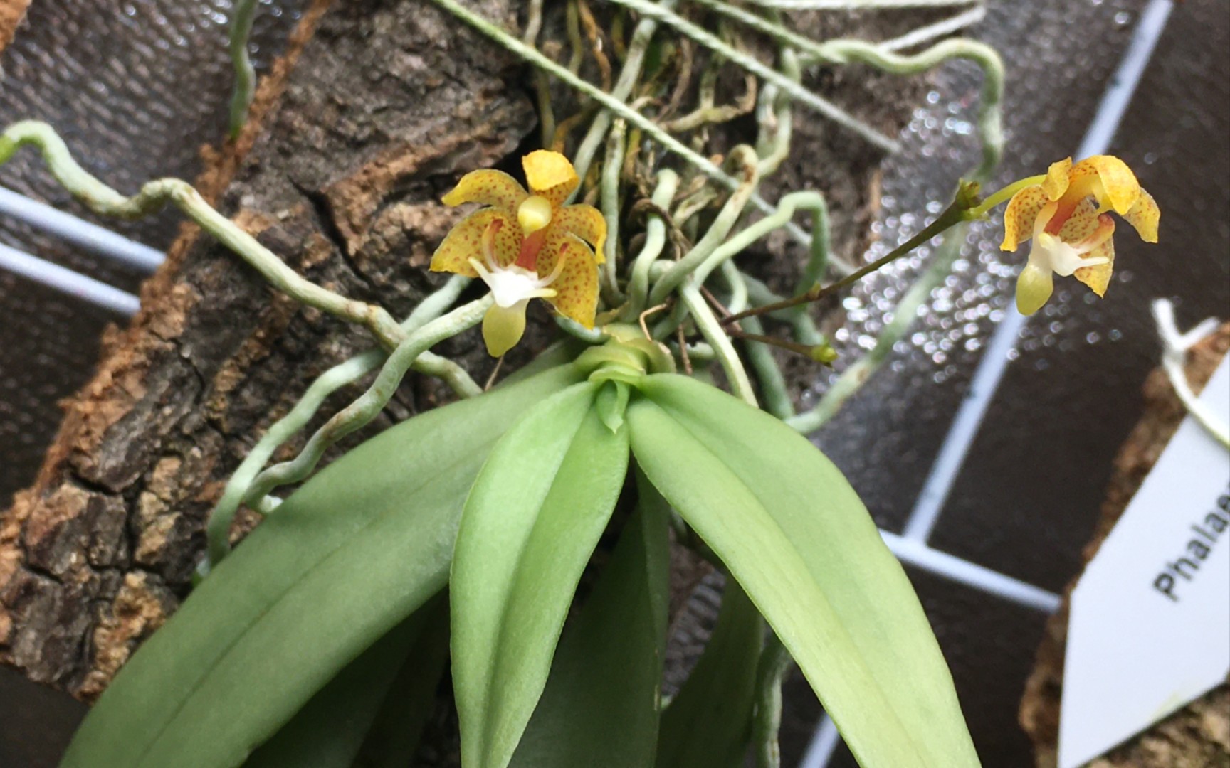 小型附生兰火炬兰grosourdya appendiculata