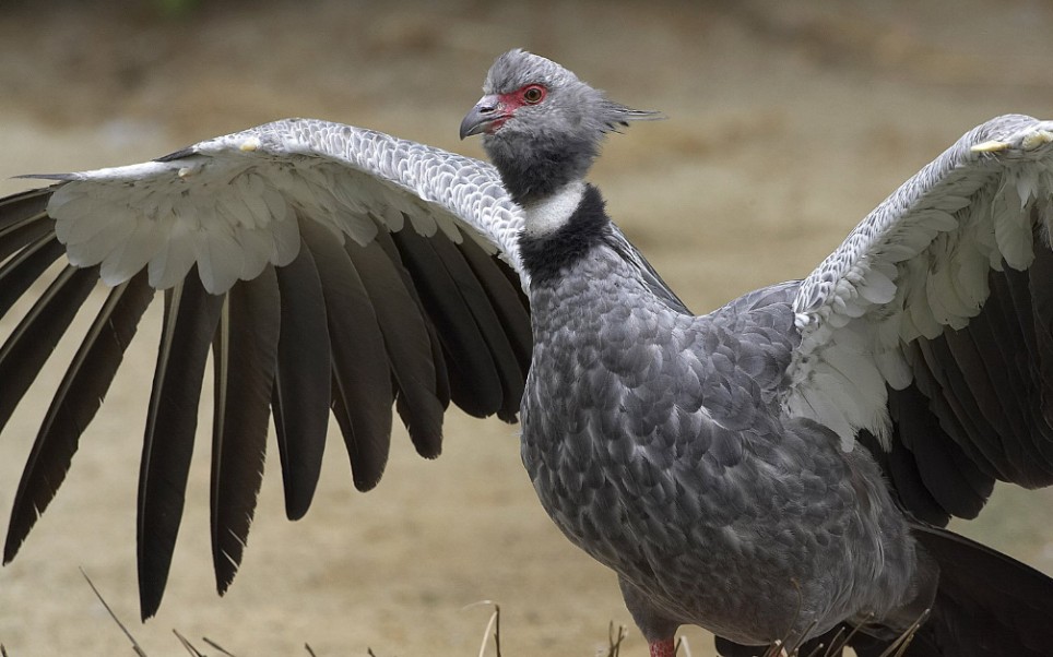 【冠叫鸭】叫声似鹅,长相似鸡