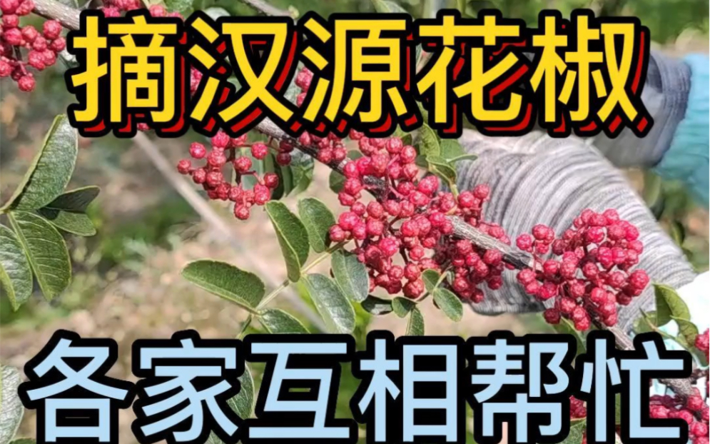 [图]大家好 ，我是一名99年返乡创业的小伙 ，今天上山摘花椒 ，村里的乡亲们一起来帮忙 ，我们这里的习俗就是这样 ，大家集中力量办大事