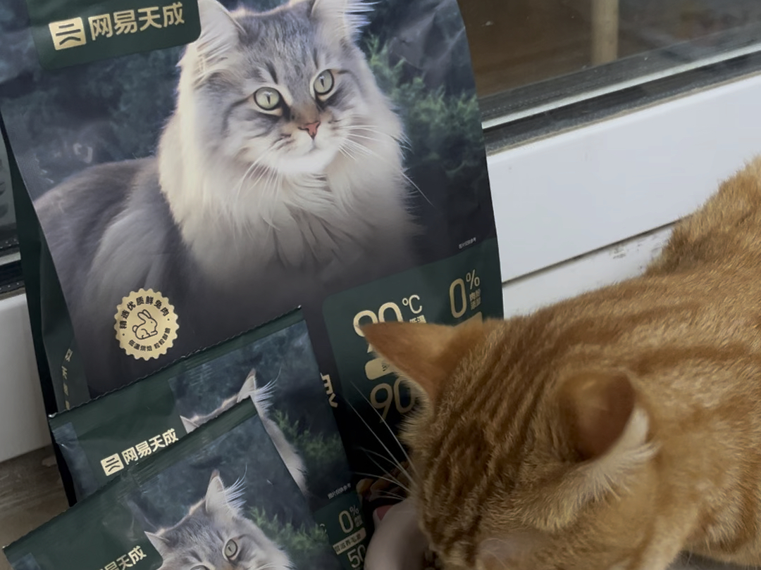 申请我的猫猫当代言猫哔哩哔哩bilibili