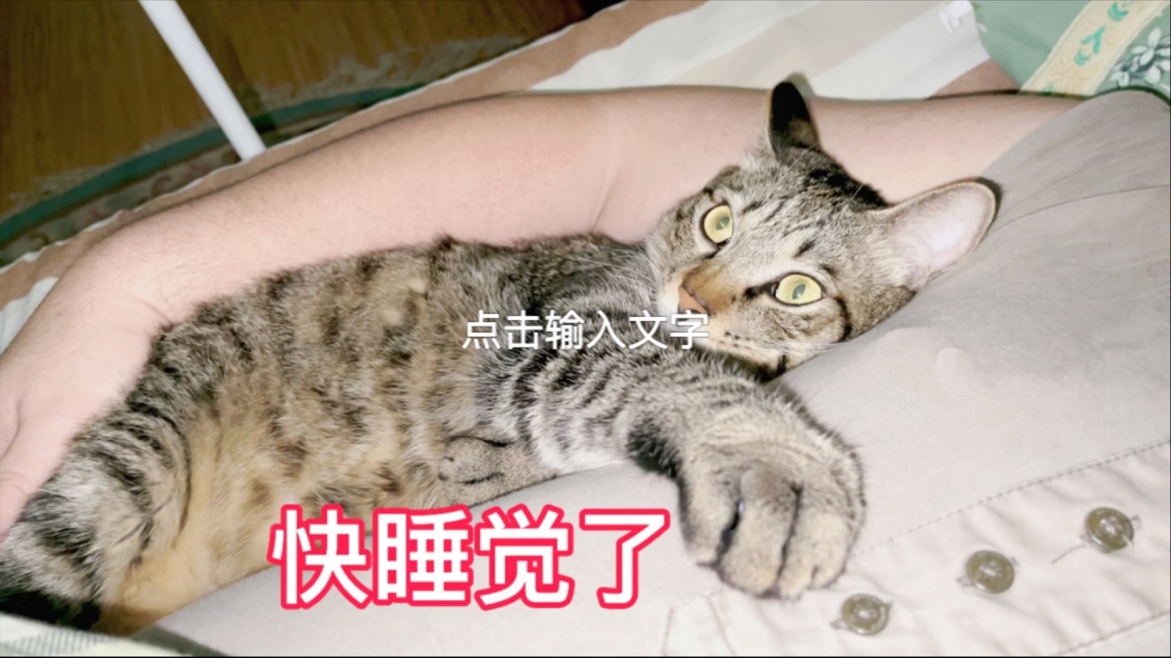 爸爸是带娃高手中午搂着小猫咪睡午觉可爱极了!