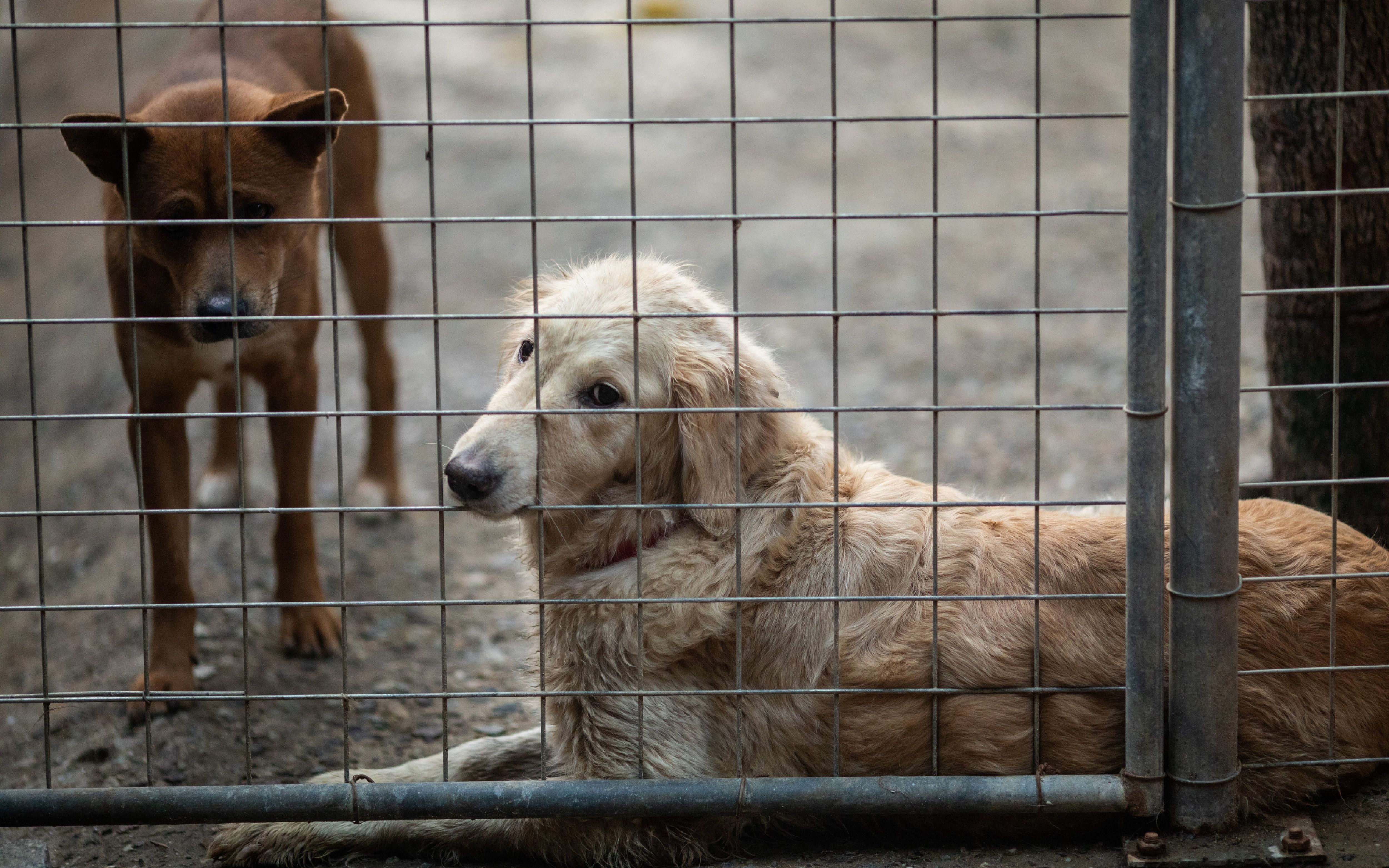 记录一次流浪狗基地实况转播【搜罗话题】